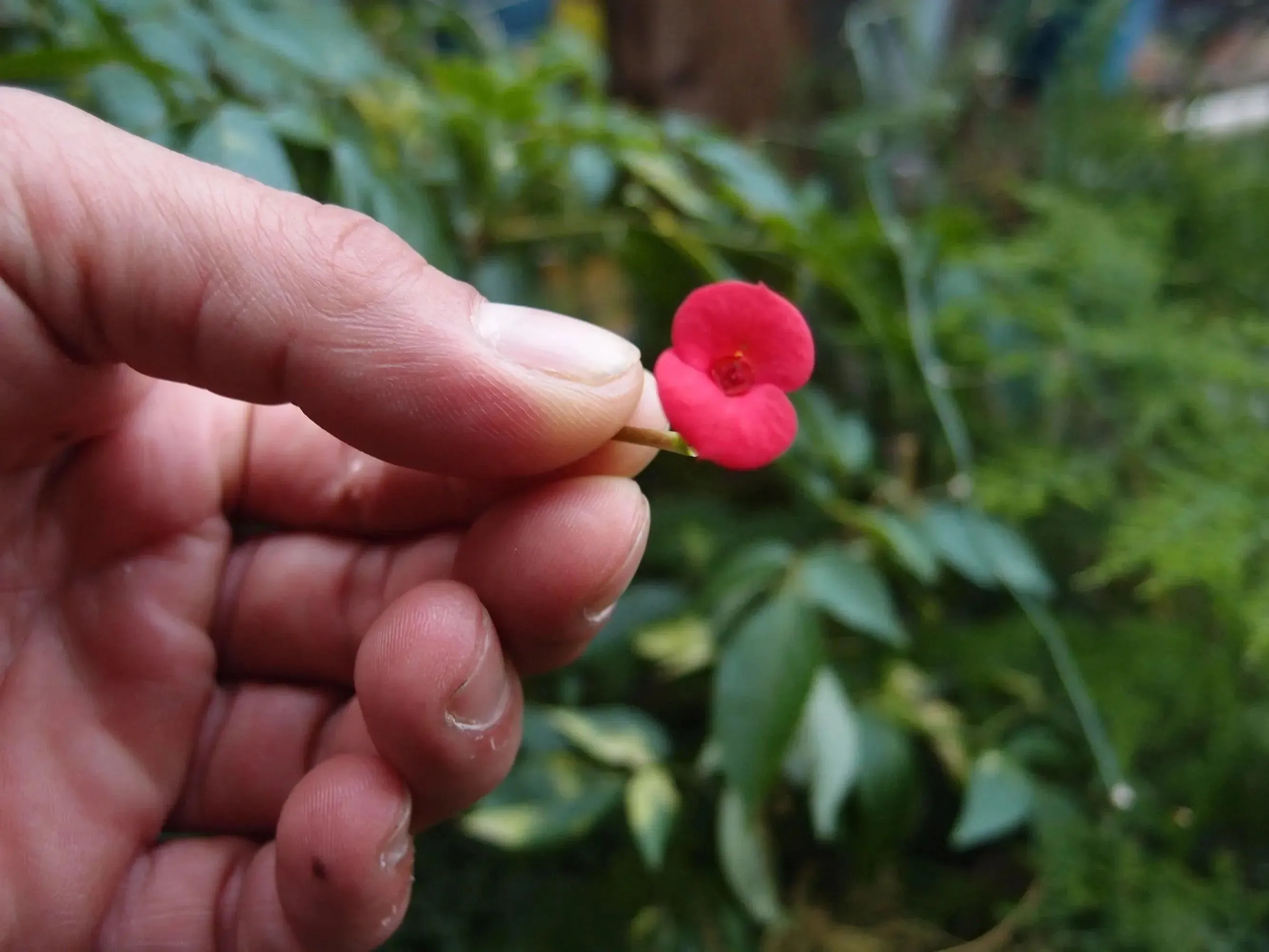 Sterling silver teardrop medium pendant handmade with a single mini poppy (Euphorbia milii).