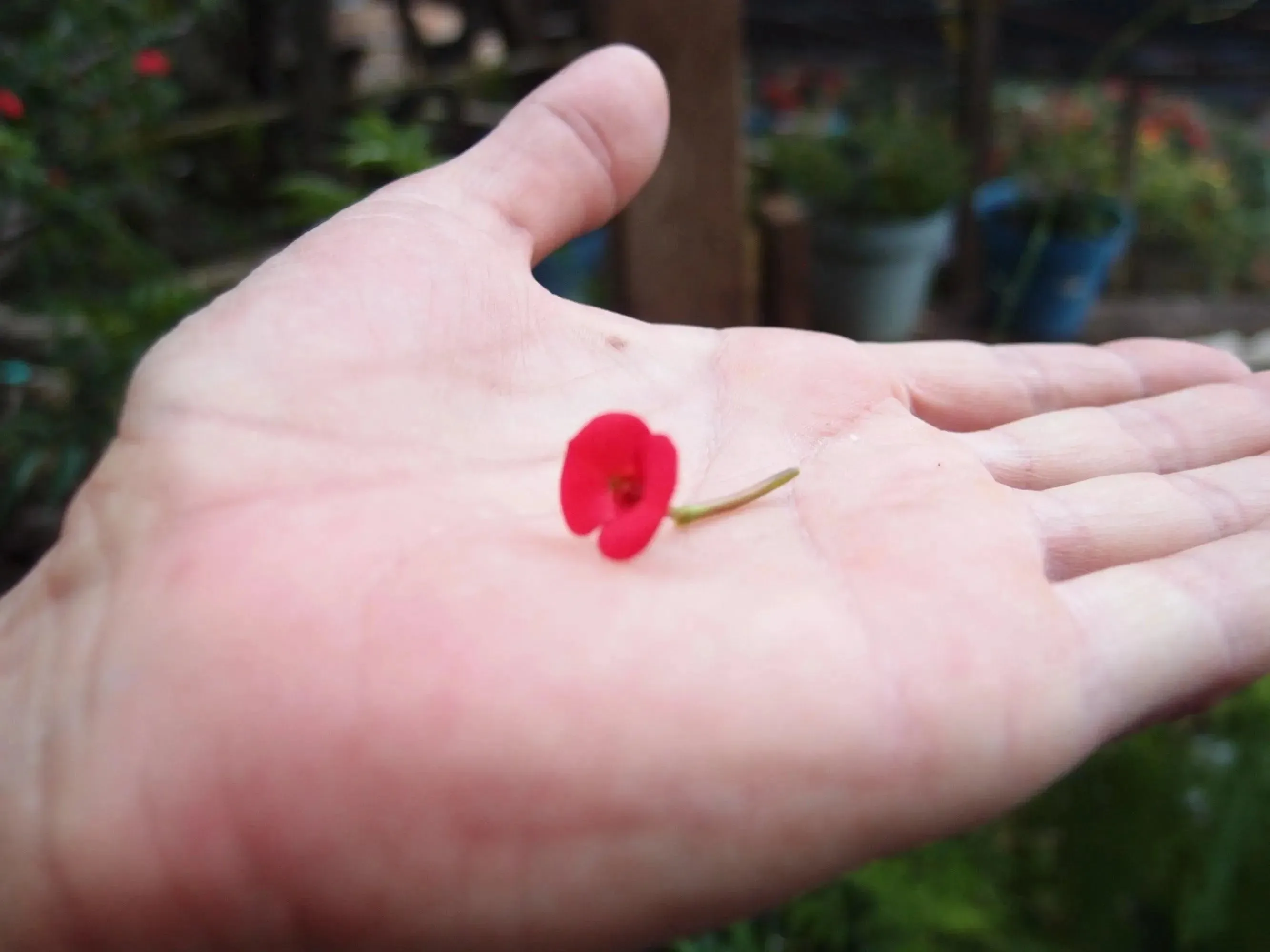 Sterling silver teardrop medium pendant handmade with a single mini poppy (Euphorbia milii).