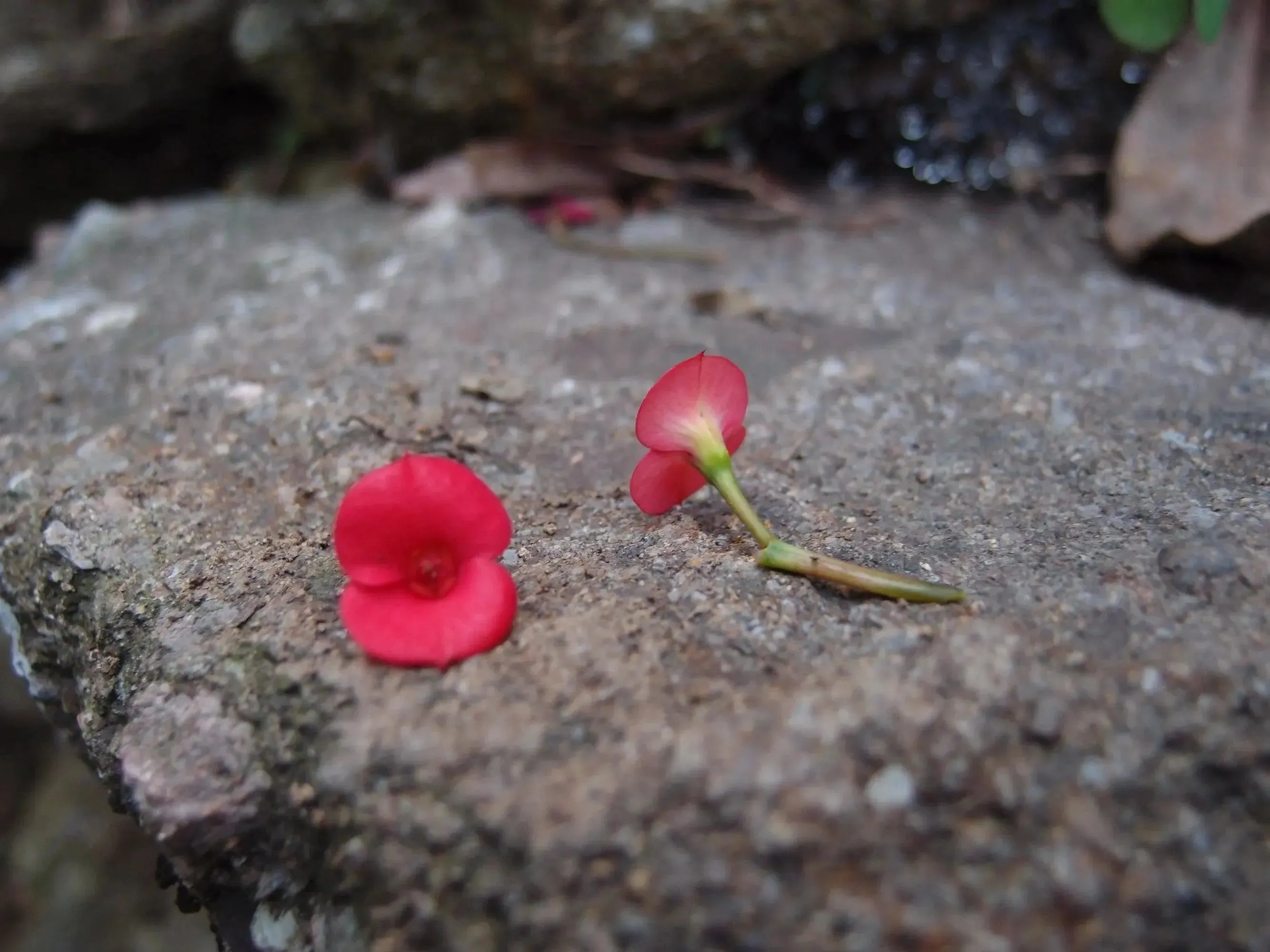 Sterling silver teardrop medium pendant handmade with a single mini poppy (Euphorbia milii).